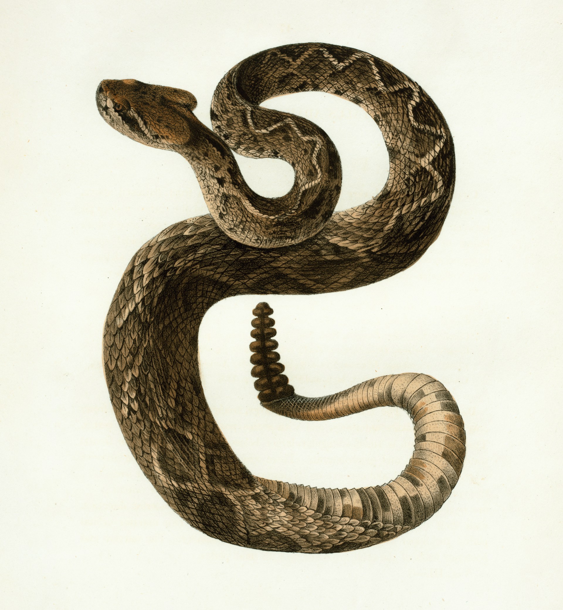 Featured Image for “Shake Off The Snake”