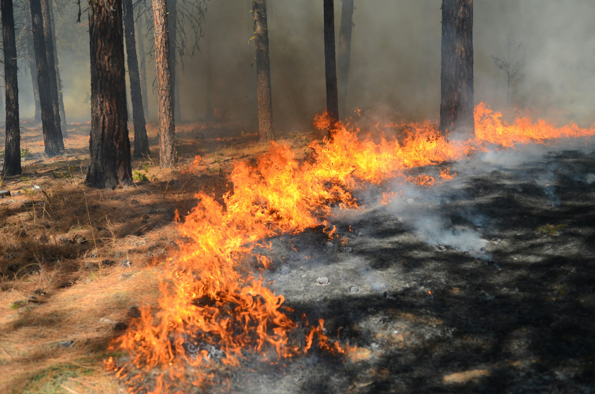 Featured image for 'The Burn Of Consecration'